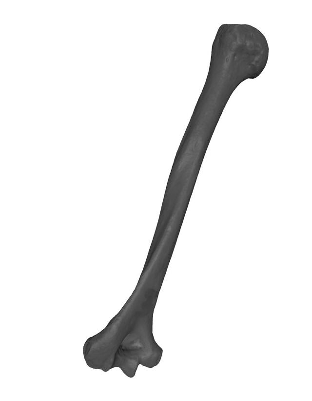 Thumbnail of Humerus