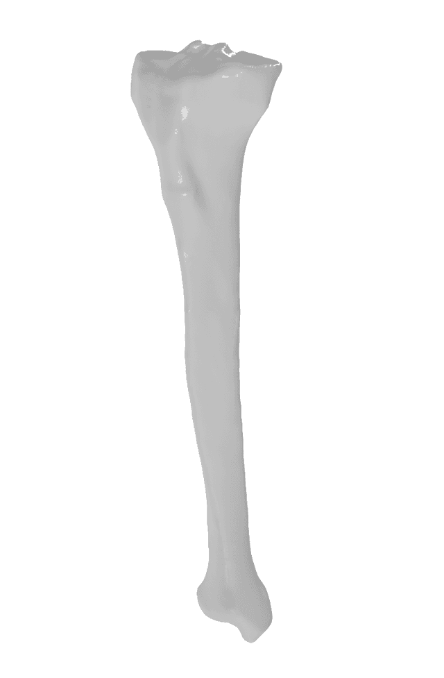 Tibia