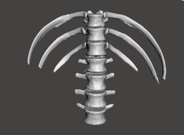 Thoracic vertebrae