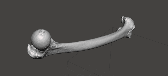 Thumbnail of Femur 3