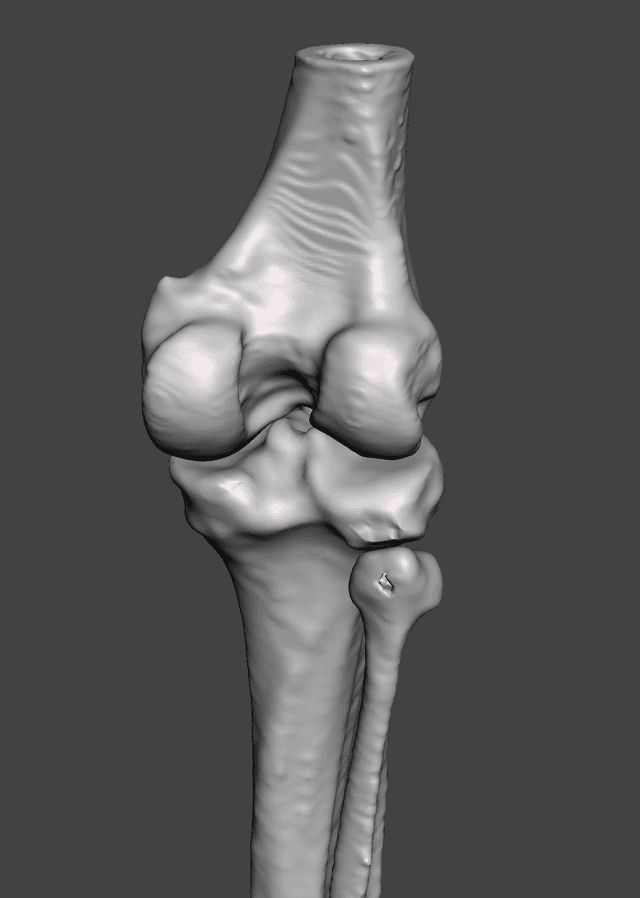 Leg: Intermediate Segment