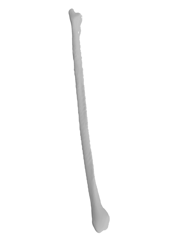 Fibula