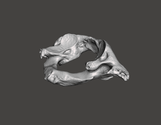 Vertebral Column (Detailed)