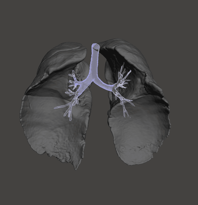 Lungs