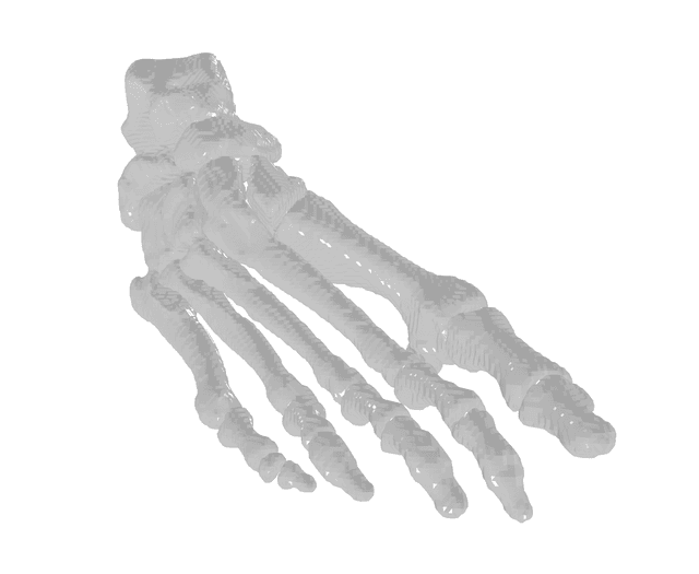 Foot