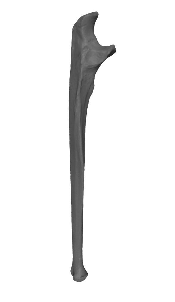 Ulna