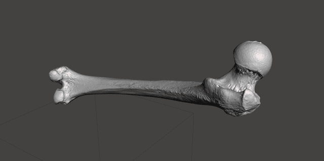 Femur